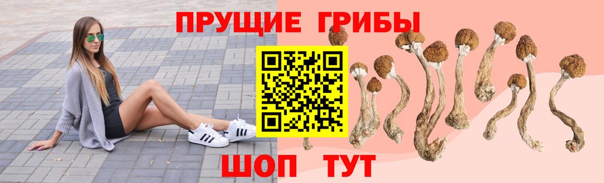 где купить наркотик  Вход с VPN  Дубна  Галлюциногенные грибы Psilocybine cubensis 